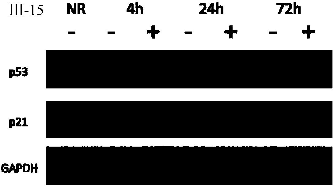 Benzimidazole derivative and preparation method and application thereof