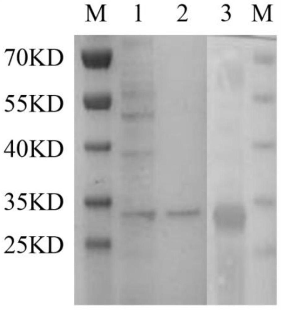 Single-domain antibody specifically bound with insect BBMV, recombinant antibody, coding gene, preparation method and application