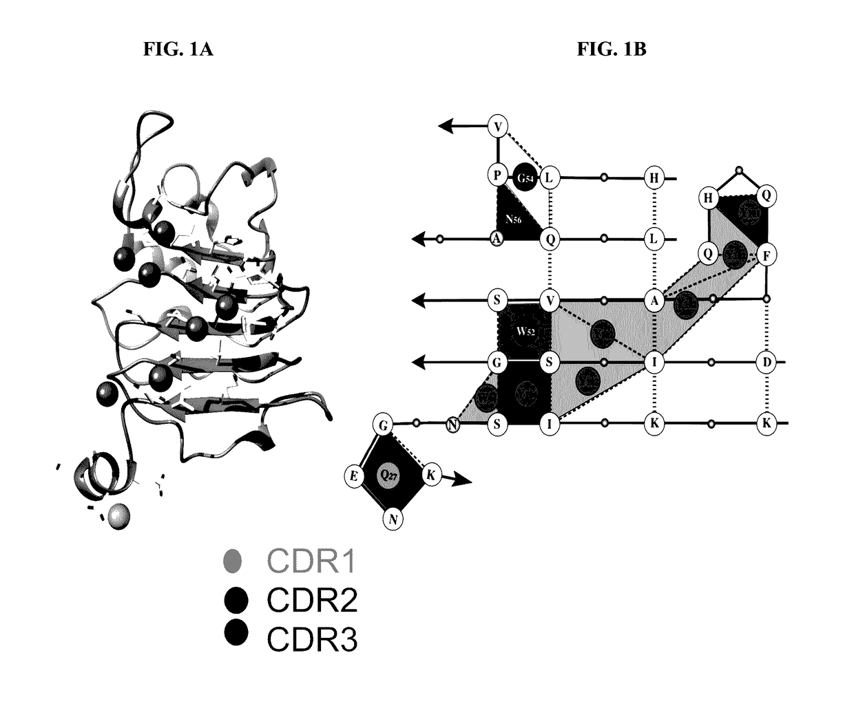 Synthetic antibody mimic peptides