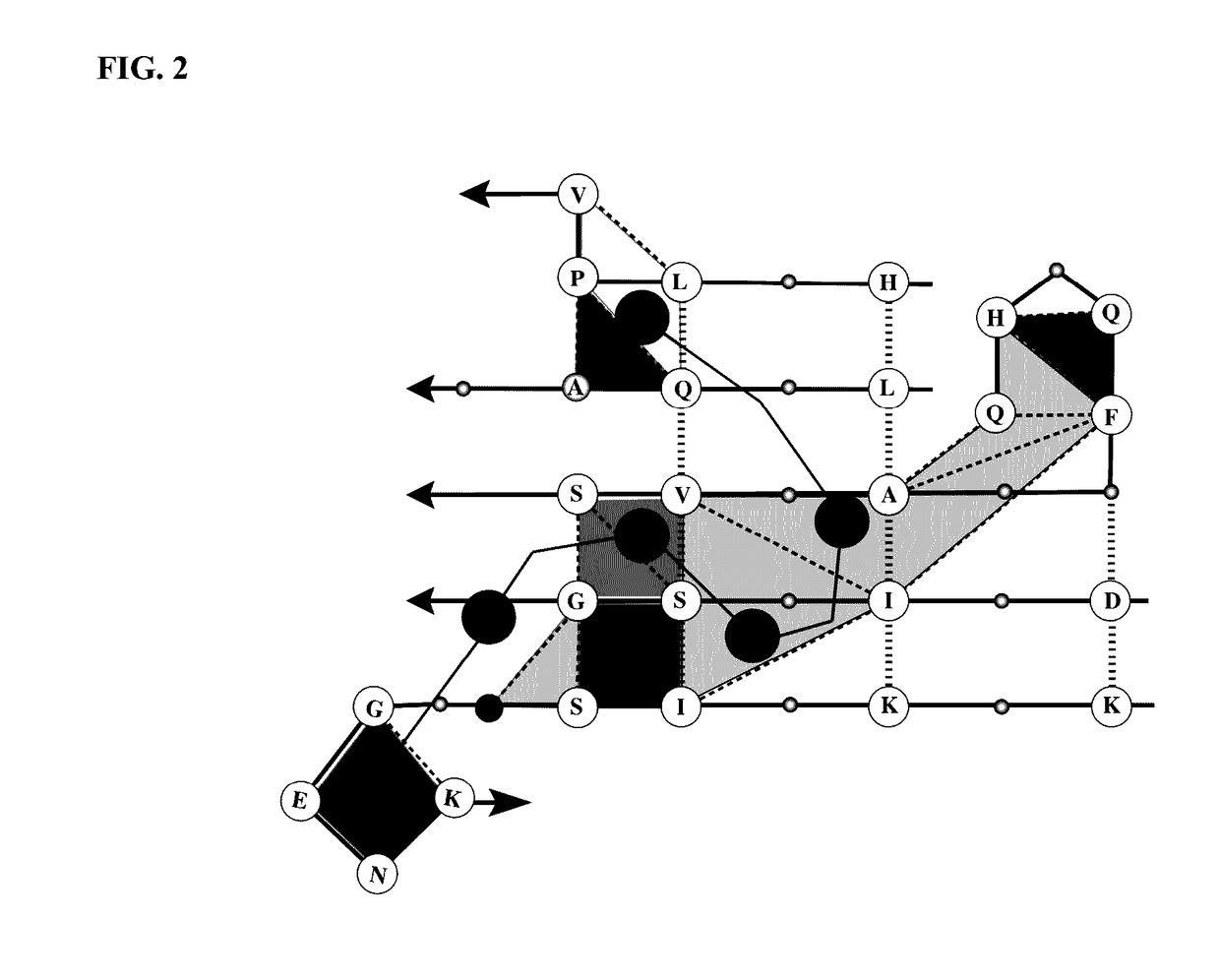 Synthetic antibody mimic peptides