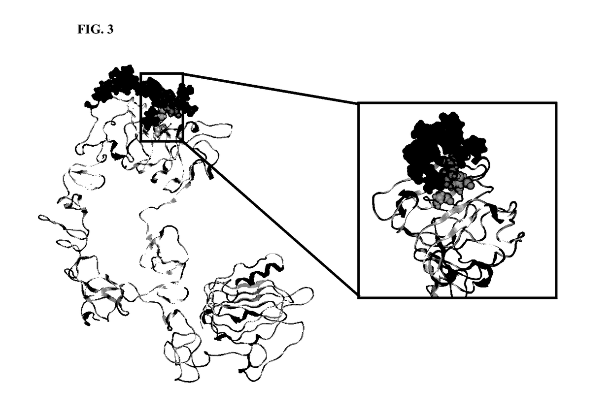 Synthetic antibody mimic peptides