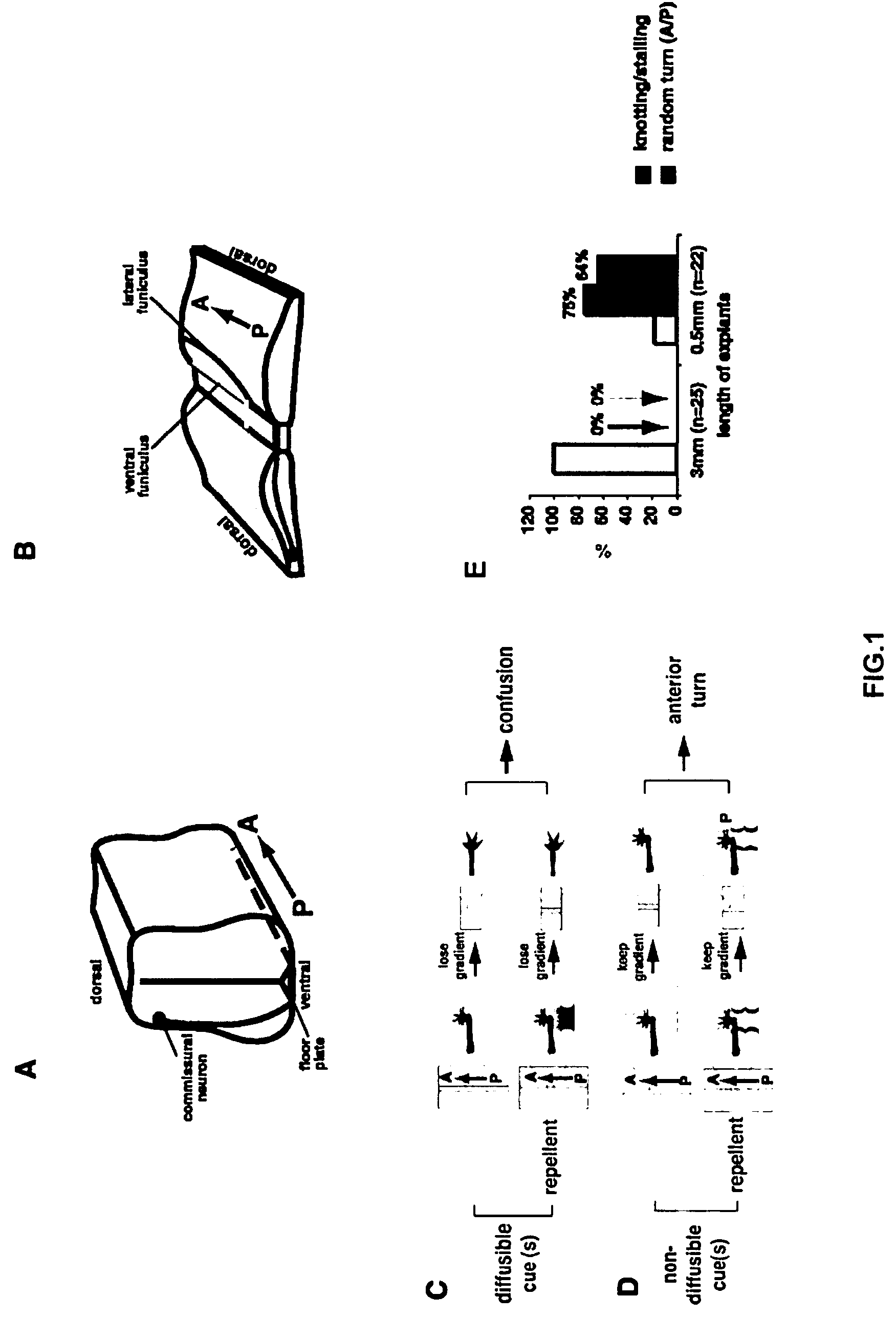 Methods and compositions for nerve regeneration