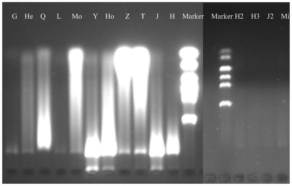 Multiplex PCR primer combination, multiplex PCR kit and detection method for rapidly detecting aflatoxin-producing bacteria