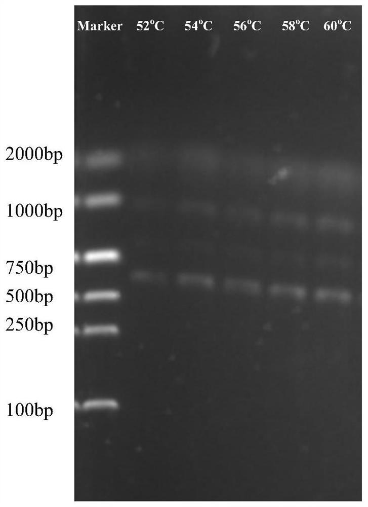 Multiplex PCR primer combination, multiplex PCR kit and detection method for rapidly detecting aflatoxin-producing bacteria