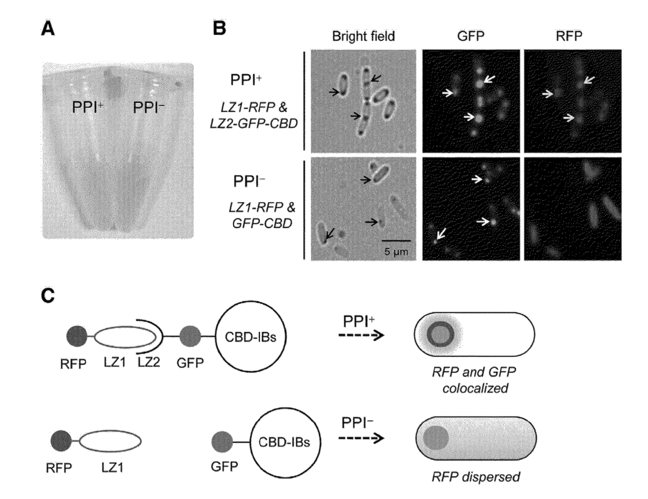 Method for detecting protein-protein interactions in cells