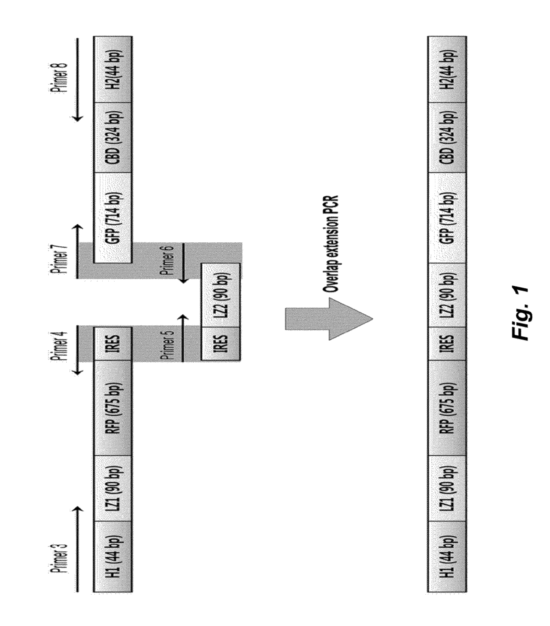 Method for detecting protein-protein interactions in cells