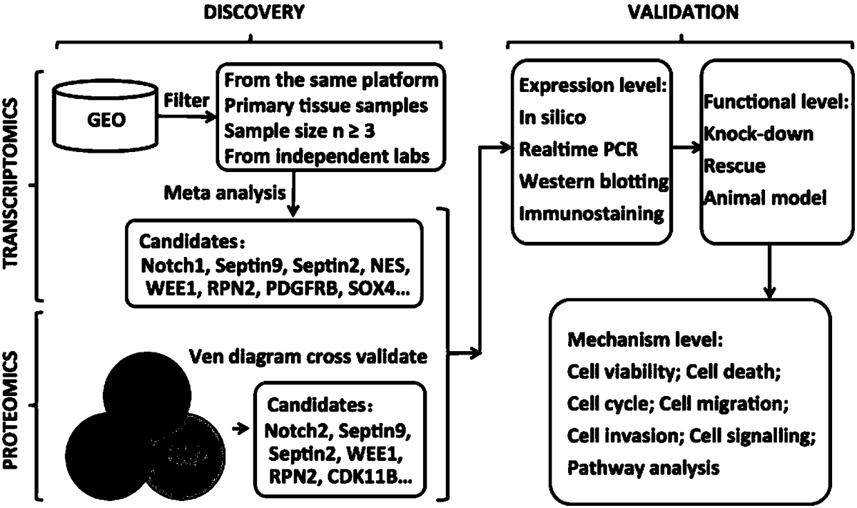 Application of septin gene shRNA in preparing septin gene activity inhibitor