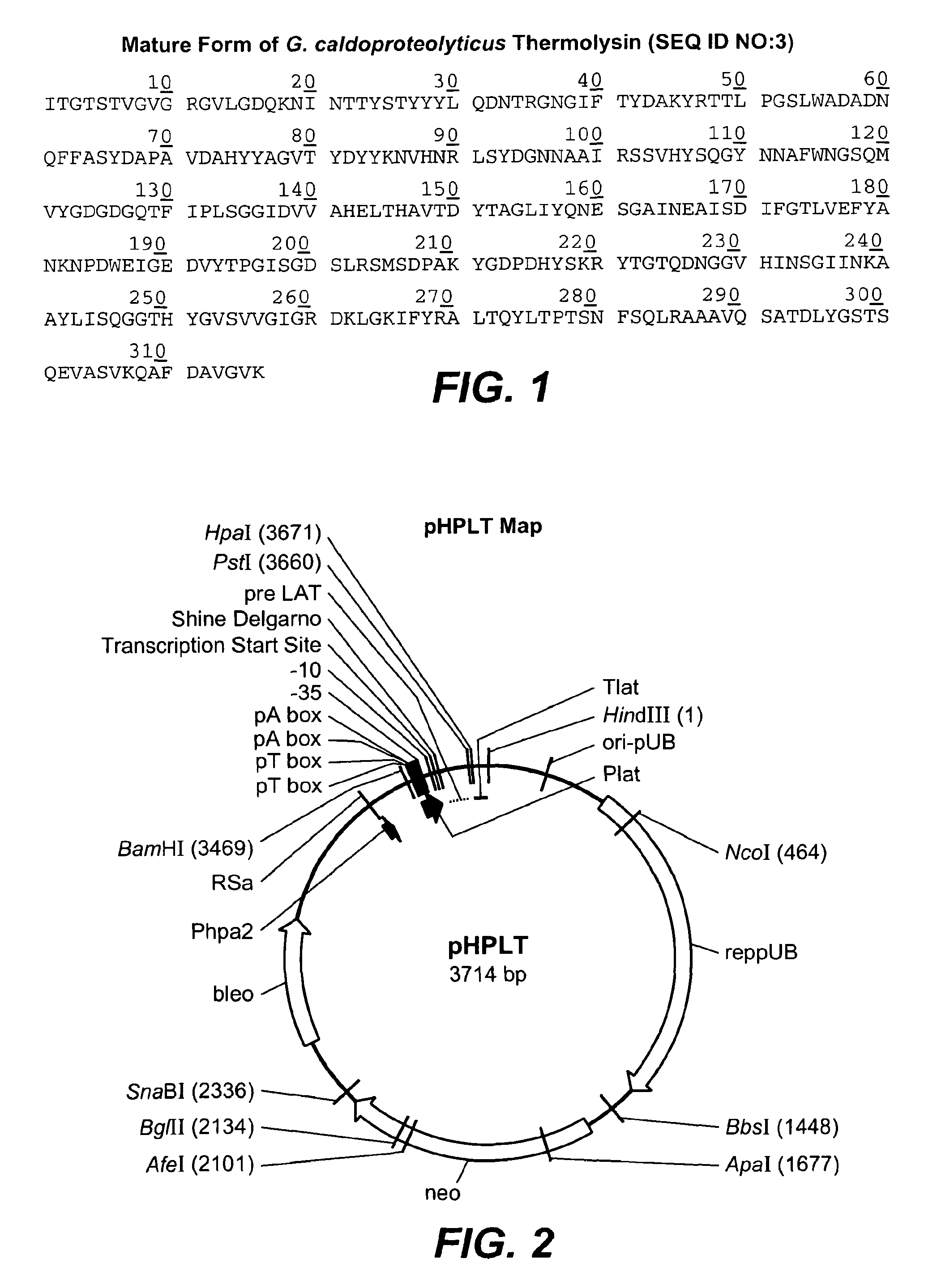 Thermolysin variants and detergent compositions therewith