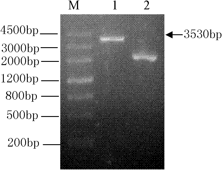 Application of LeEXP2 to improving efficiency of cellulase to degrade cellulosic materials