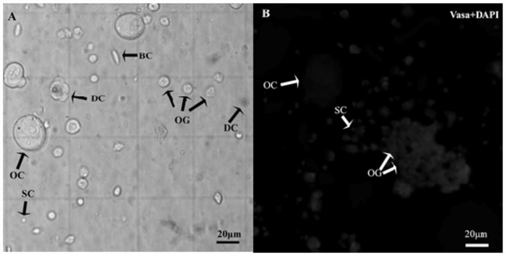 A method for separating and purifying flounder oocytes