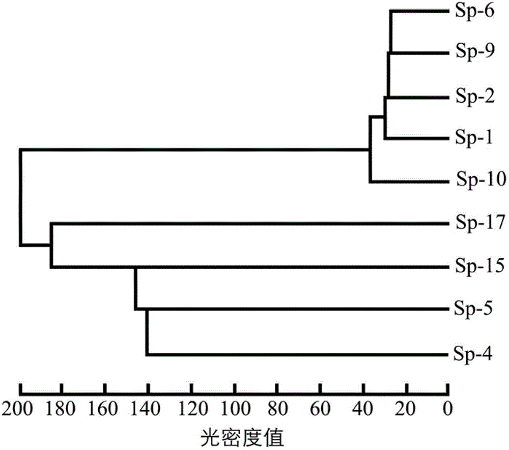 Method for distinguishing degree of production traits of spirulina strain