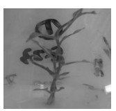 Tissue culture method of dioscorea opposita stem with axillary buds