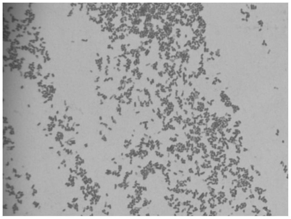 Method for rapidly detecting bovine-derived shigella virulence by using defective caenorhabditis elegans