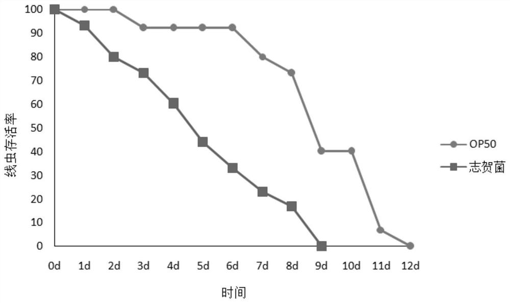 Method for rapidly detecting bovine-derived shigella virulence by using defective caenorhabditis elegans