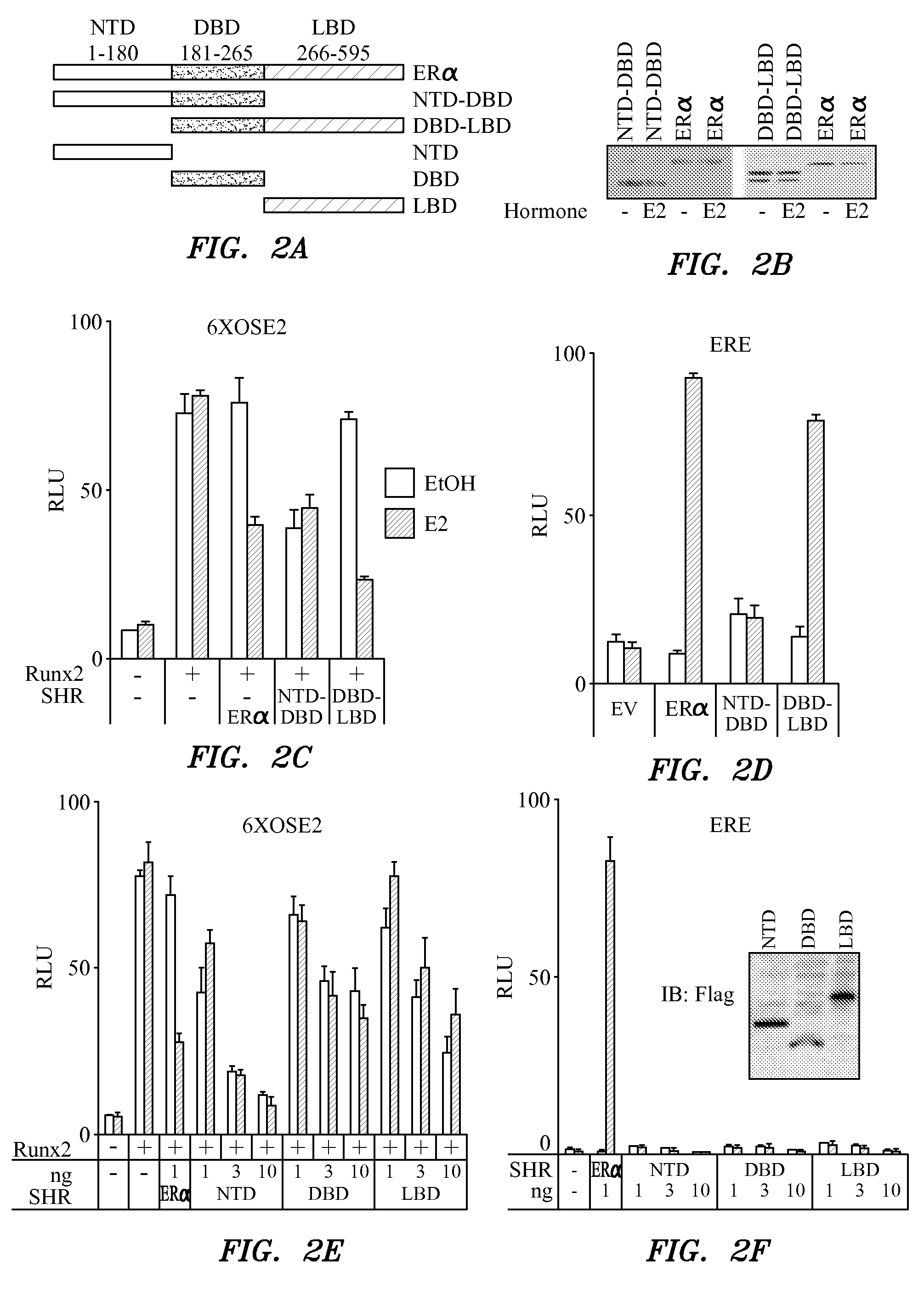 Runx-mediated action of nuclear receptors and utilities thereof