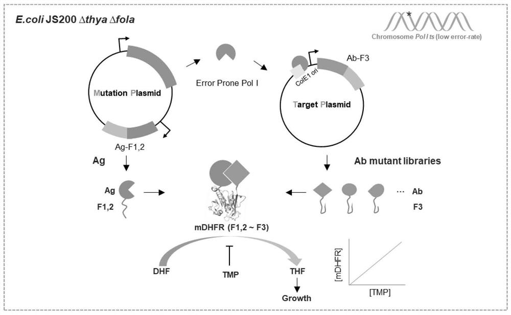 Genetic engineering strain, preparation thereof and directed evolution method for antibody affinity maturation based on genetic engineering strain