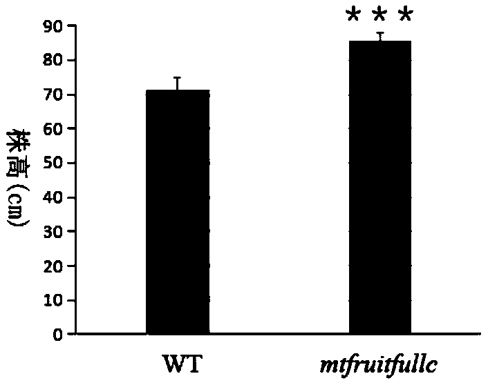 Application of MtFRUITFULLc gene in regulation and control of leaf yield and leaf protein content of leguminous plants