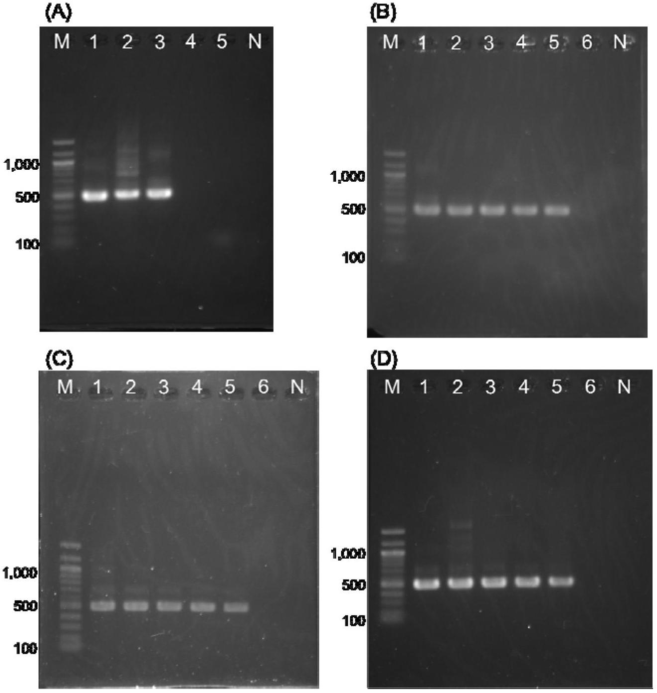 Qualitative detection method for simultaneously detecting three types of main hand-foot-and -mouth disease viruses in water environment