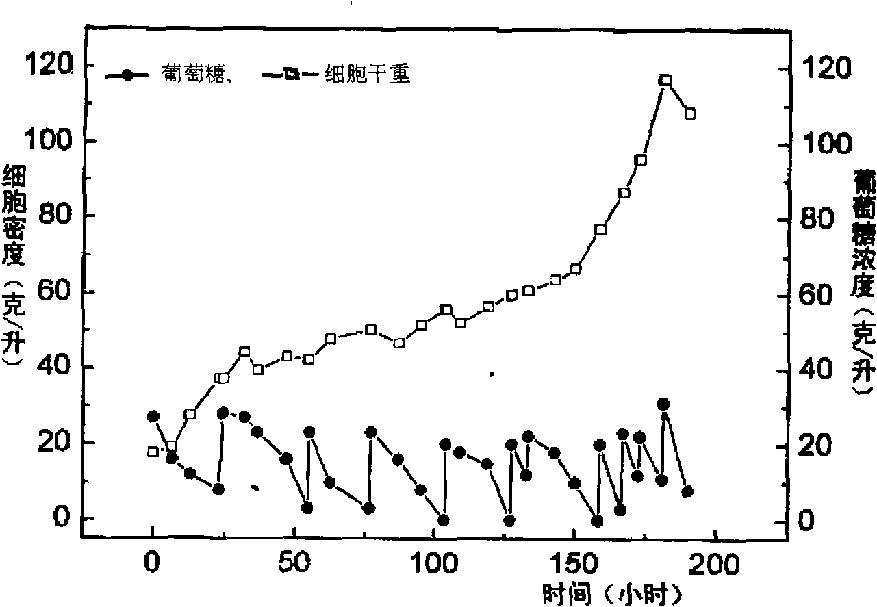 Method for producing biodiesel by autotrophic culture and heterotrophic culture of chlorella