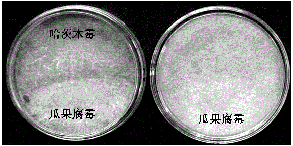 Trichoderma harzianum strain for controlling plant fungus diseases and application thereof