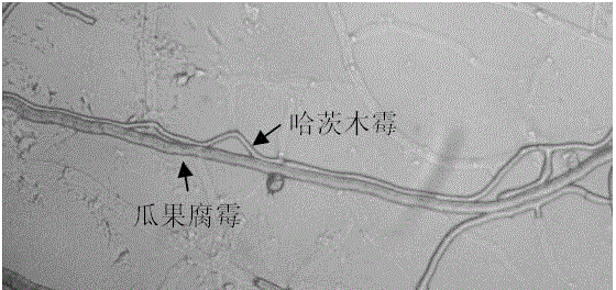 Trichoderma harzianum strain for controlling plant fungus diseases and application thereof
