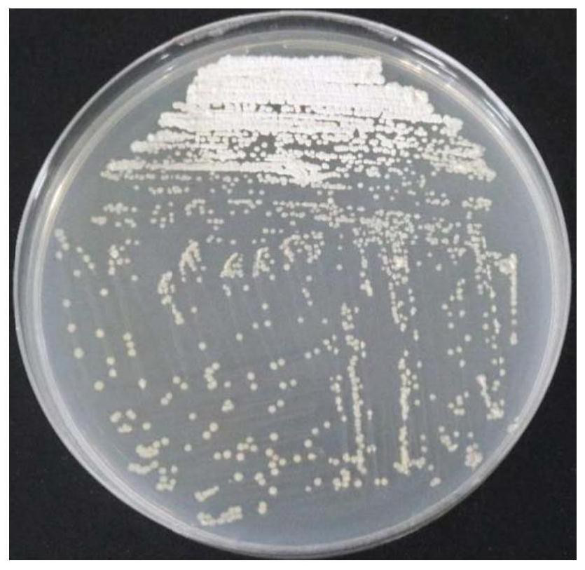 Termite-derived biocontrol streptomyces W7 and application thereof