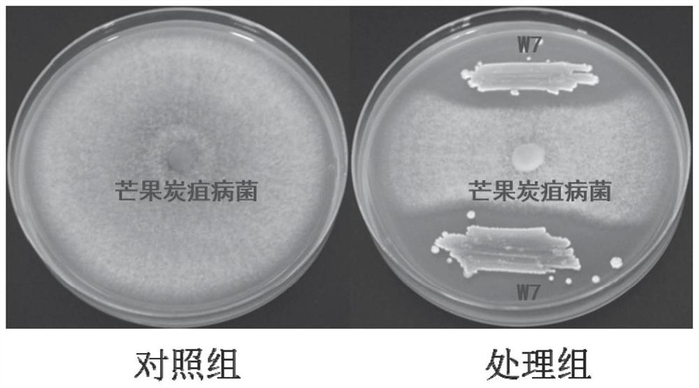 Termite-derived biocontrol streptomyces W7 and application thereof
