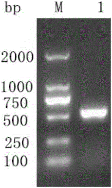 Duck hepatitis virus polyprotein antigen sense region DHAV-Mag genetic recombination protein and preparation method and application thereof