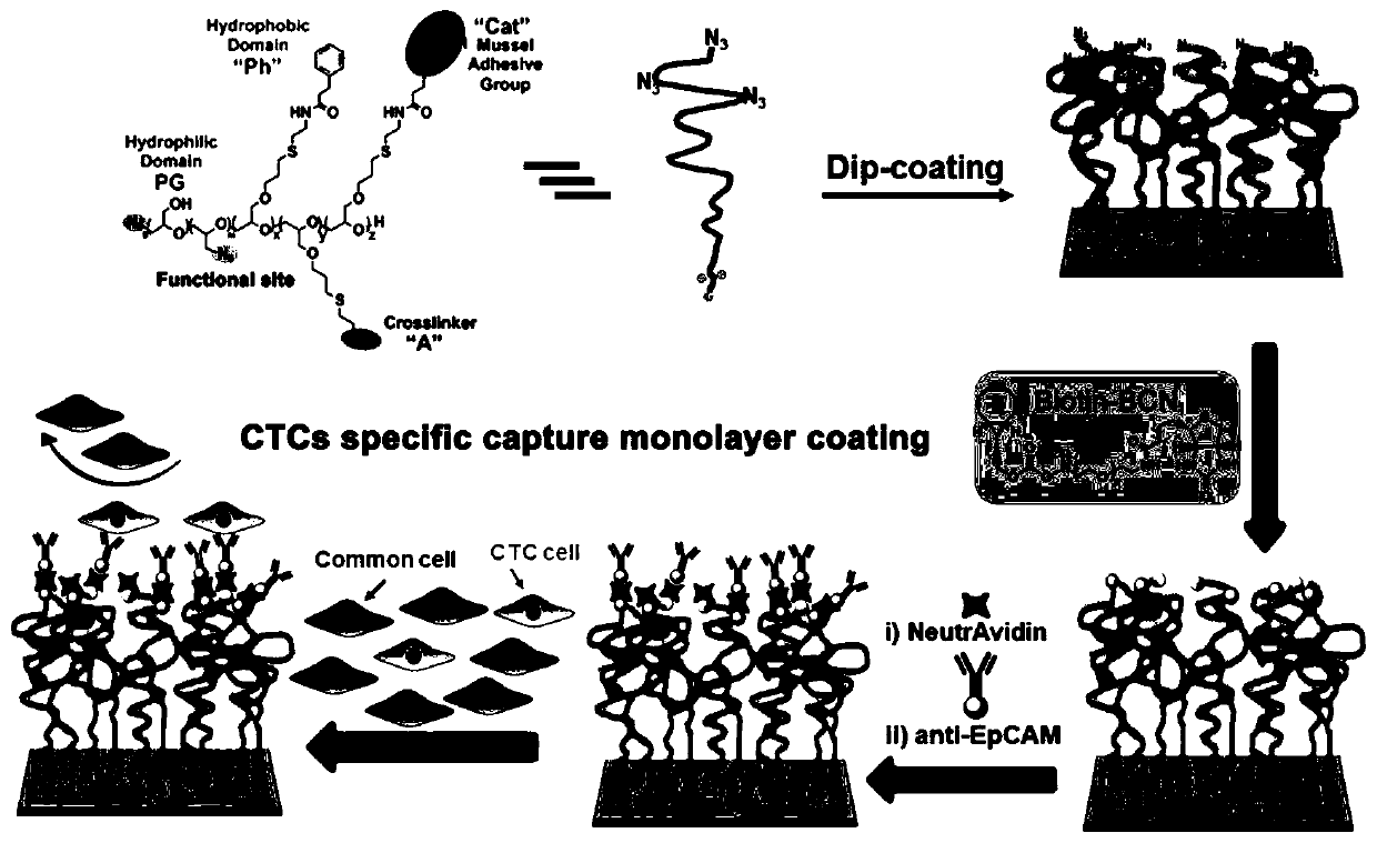 Cancer monitoring-oriented biological coating for specific whole blood capture of circulating tumor cells and preparation method of biological coating