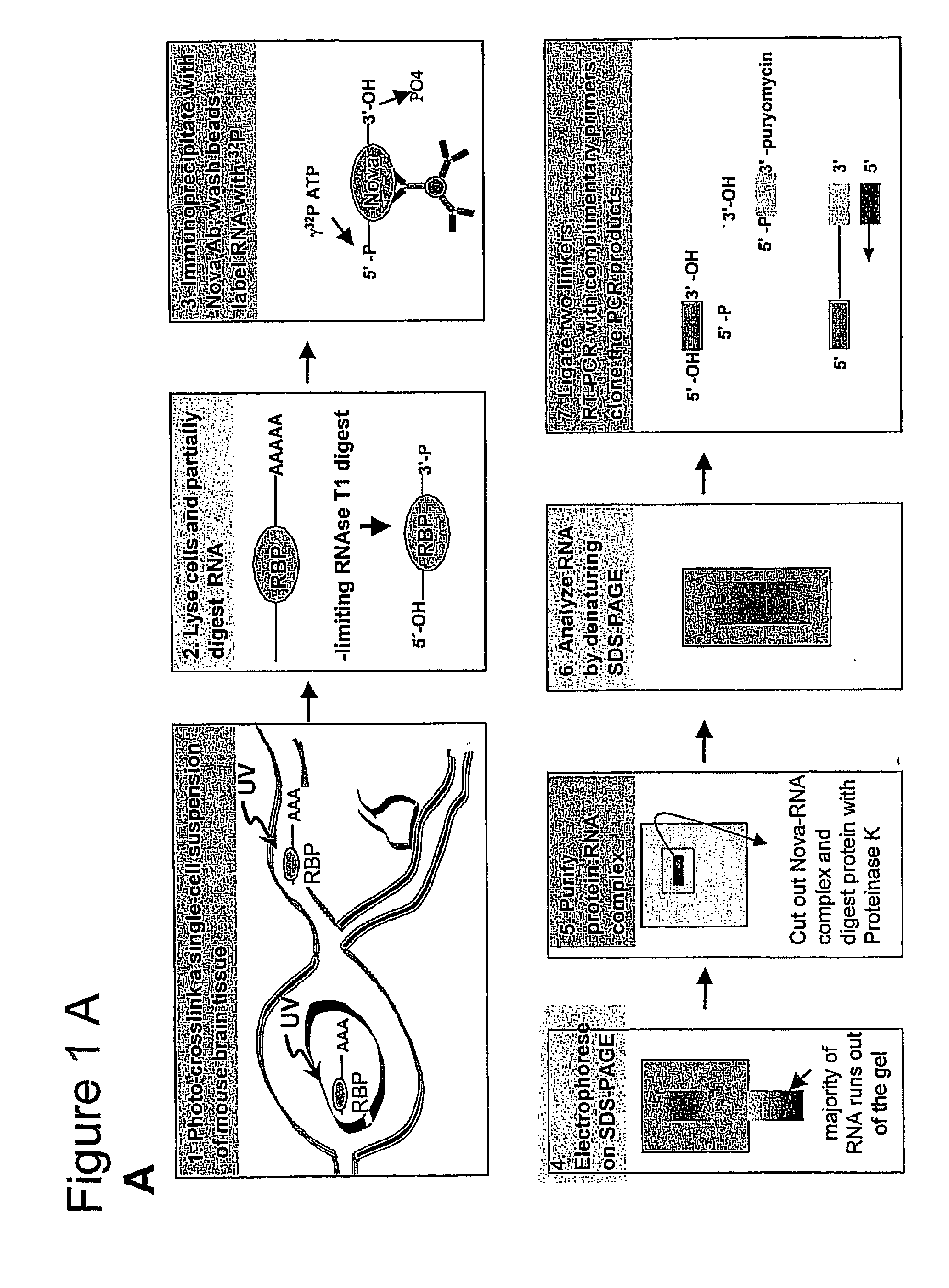 Method of Purifying RNA Binding Protein-RNA Complexes
