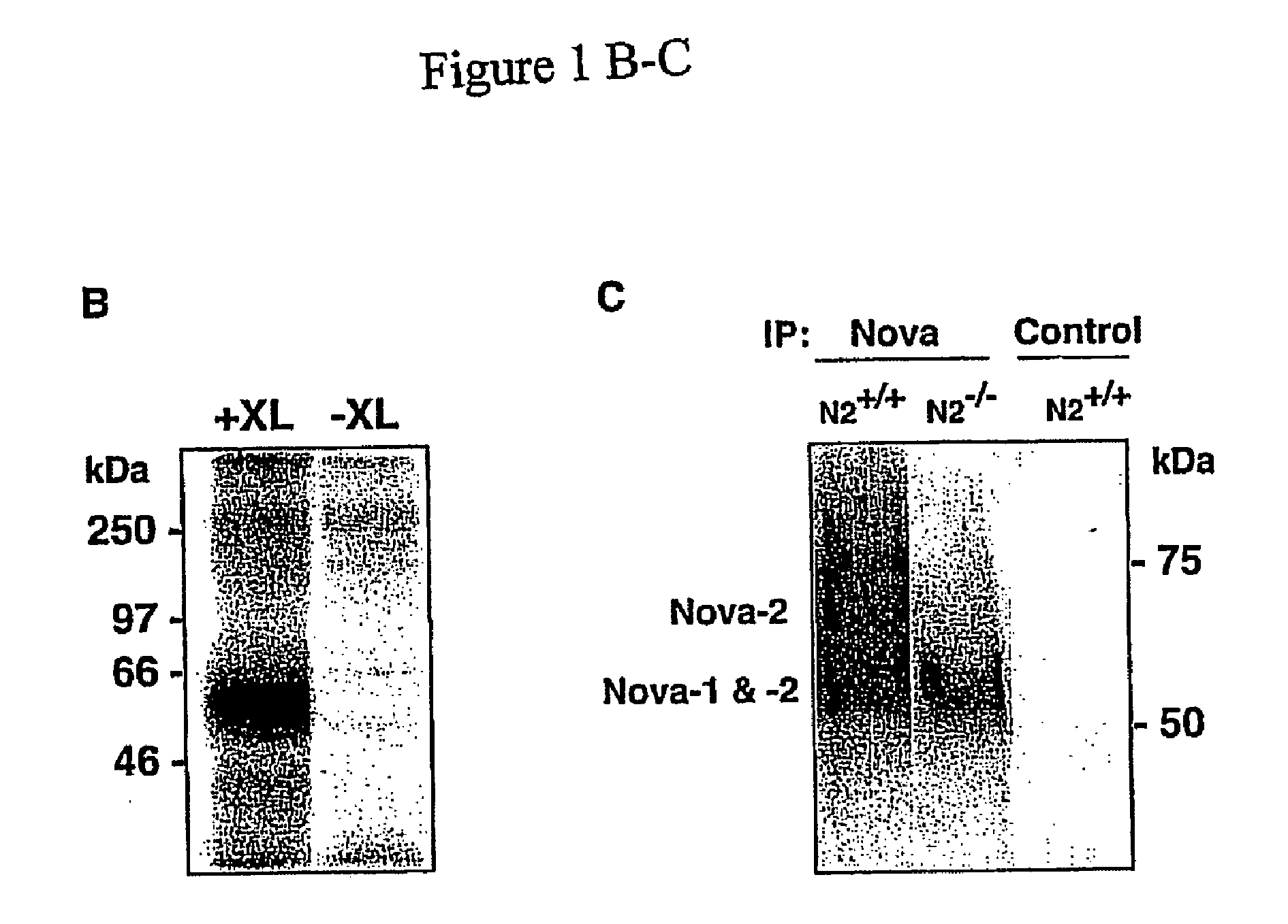 Method of Purifying RNA Binding Protein-RNA Complexes