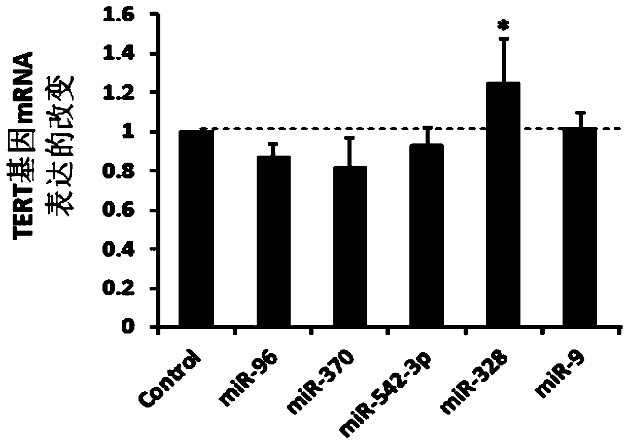 MicroRNA328 for regulating expression of TERT gene and application of microRNA328