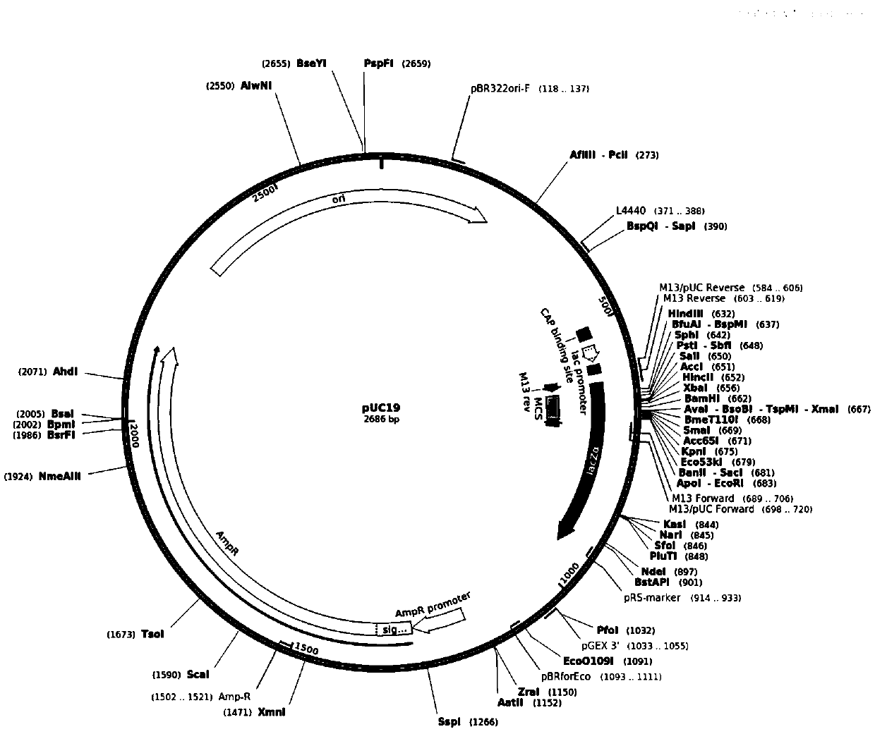 Discovery and application of improved delivery method of large vectors in human cells