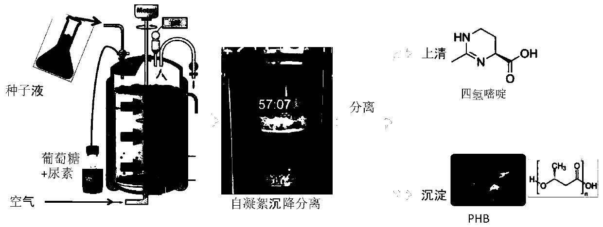 Self-flocculation halomonas aydingkolgenesis M1 and application thereof