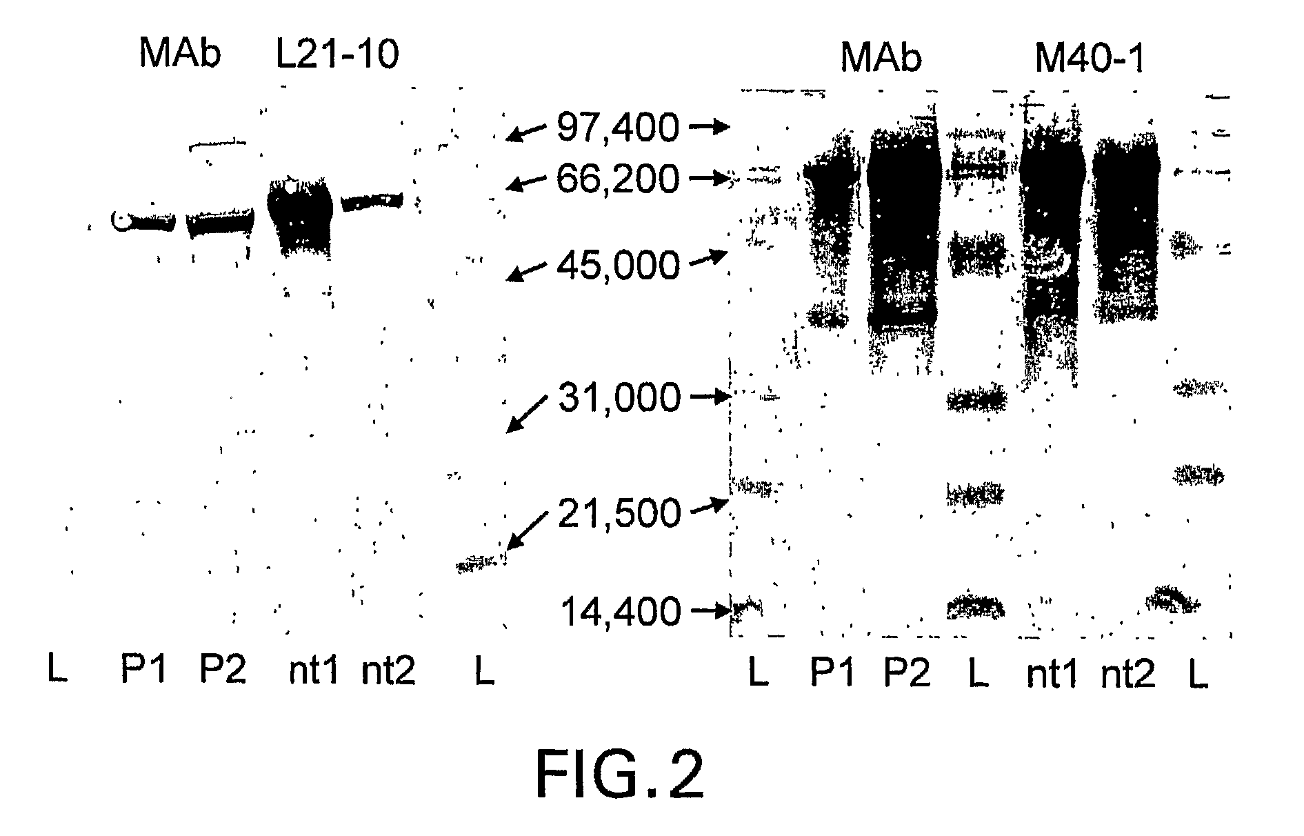 Methods and compositions for immunizing against <i>Chlamydia </i>infection