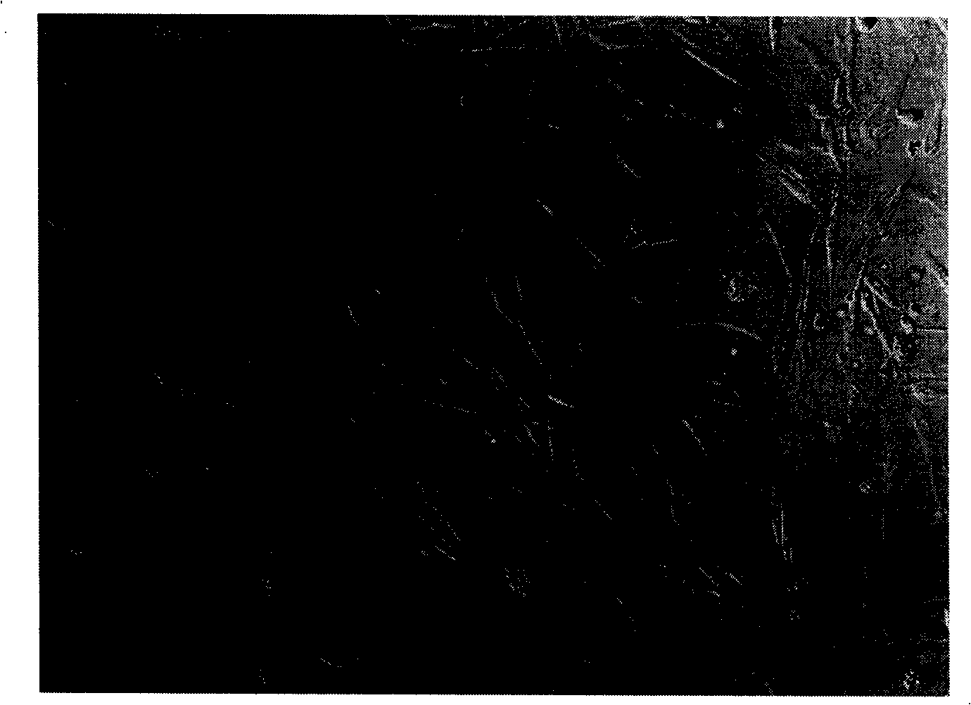 Immortalized rat marrow stroma cell system and preparation method thereof