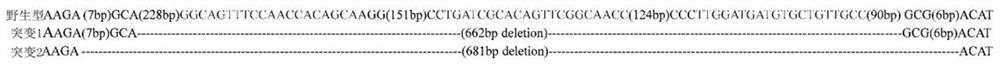 Method for editing CRISPR/Cas9 genes of haliotis discus hannai