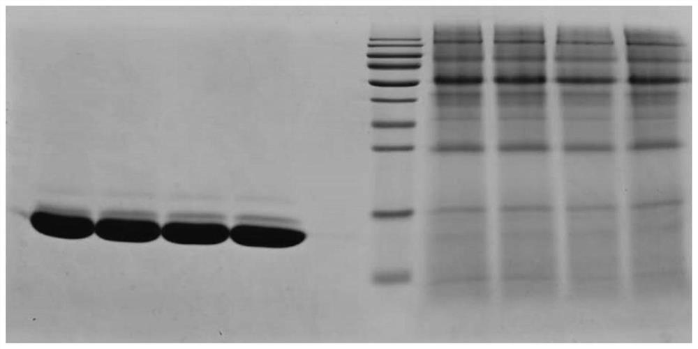 Detection method of Pichia pastoris host protein residues in recombinant human lysozyme