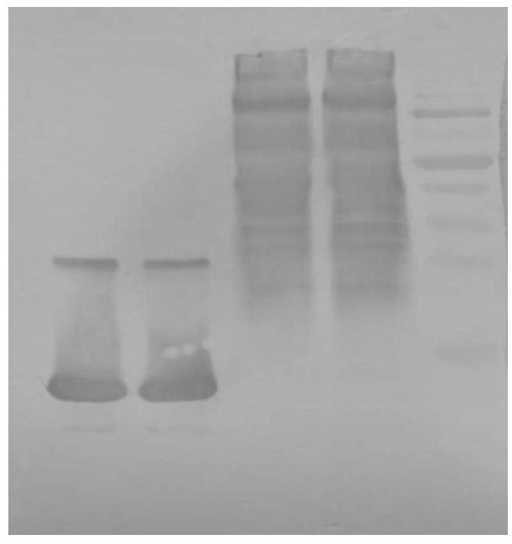 Detection method of Pichia pastoris host protein residues in recombinant human lysozyme