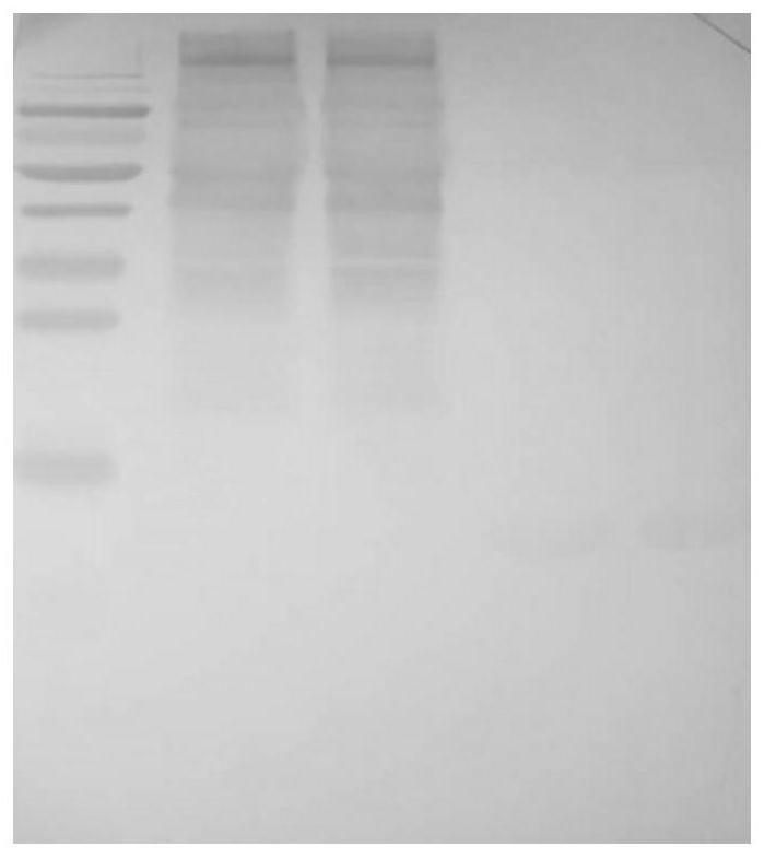 Detection method of Pichia pastoris host protein residues in recombinant human lysozyme