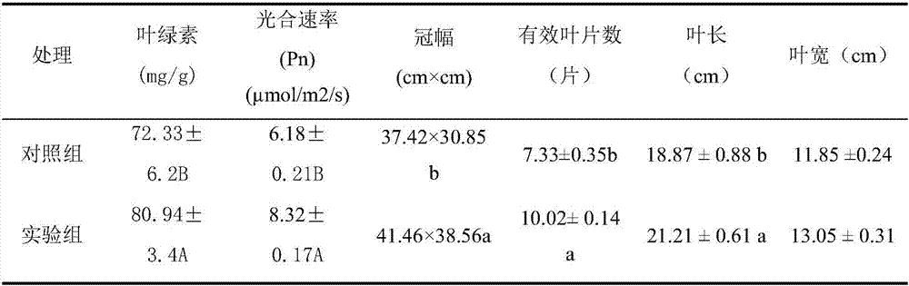 Plantation method for promoting accumulation of Anthurium nutrient growth and prolonging flower viewing period