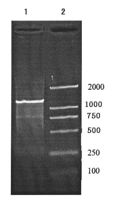Method for separation and identification of odorant binding protein (OBP) genes in insect's antenna