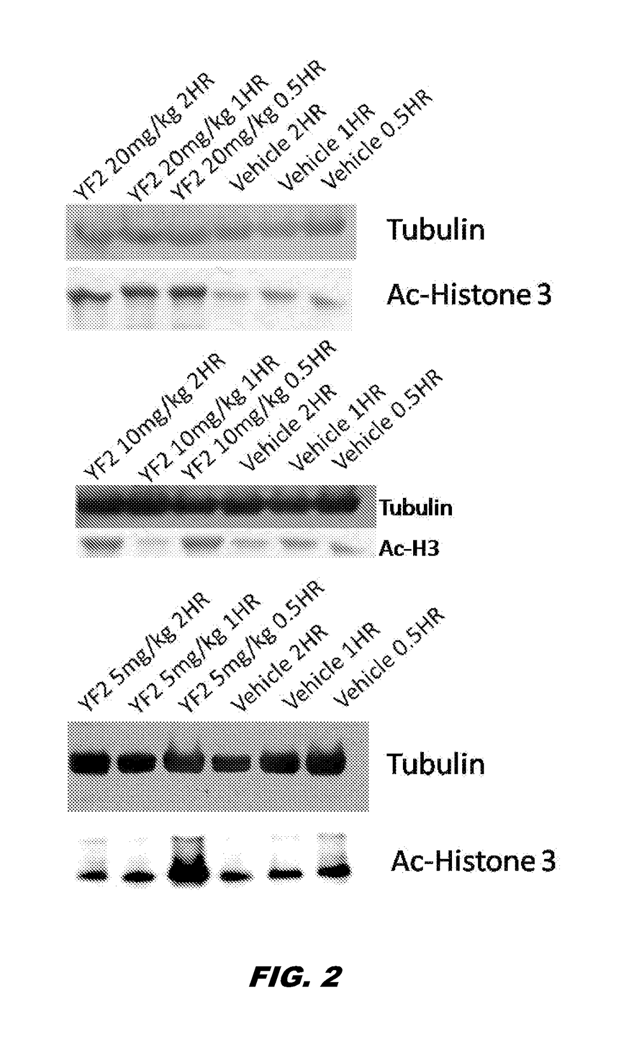 Uses of histone acetyltransferase activators