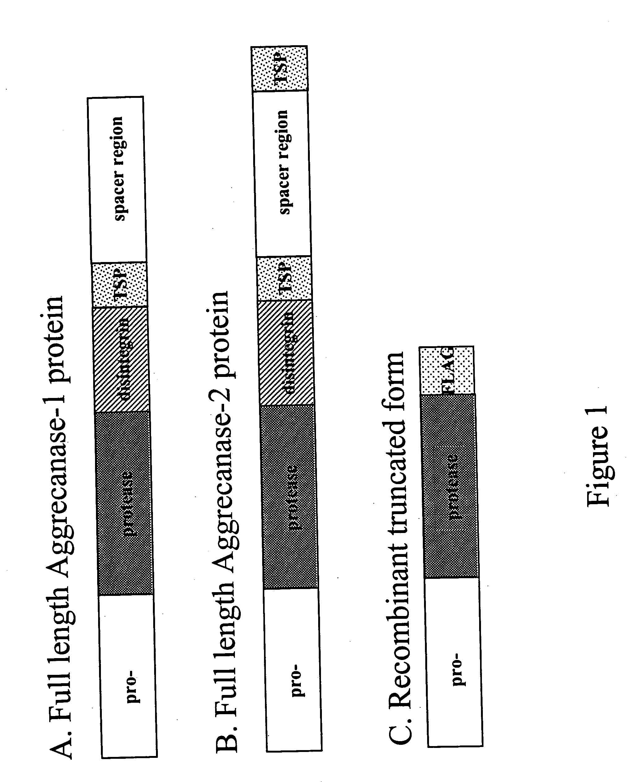 Aggrecanase-1 and -2 peptide substrates and methods