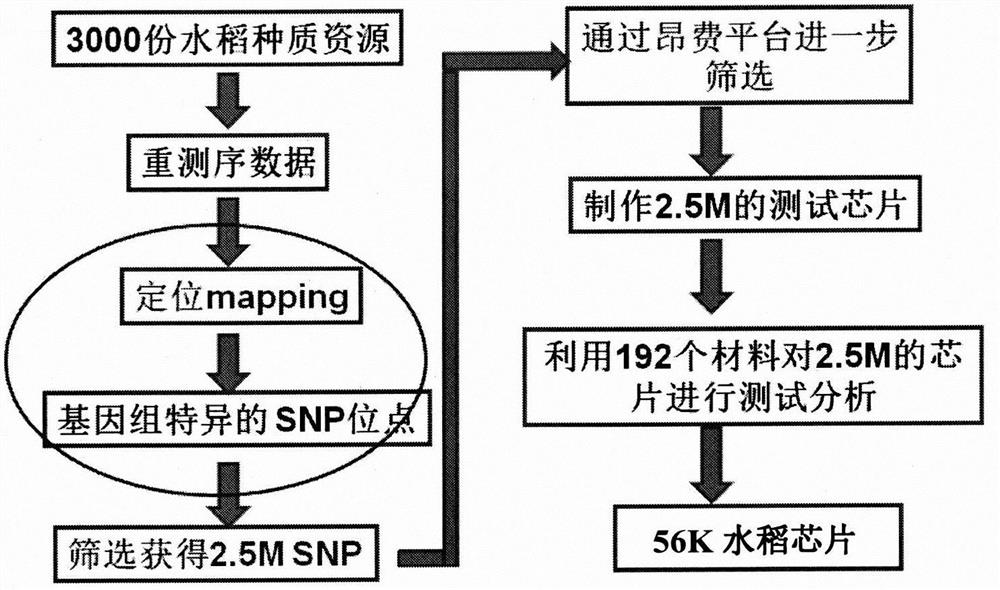 SNP Molecular Marker Combination for Rice Genotyping and Its Application