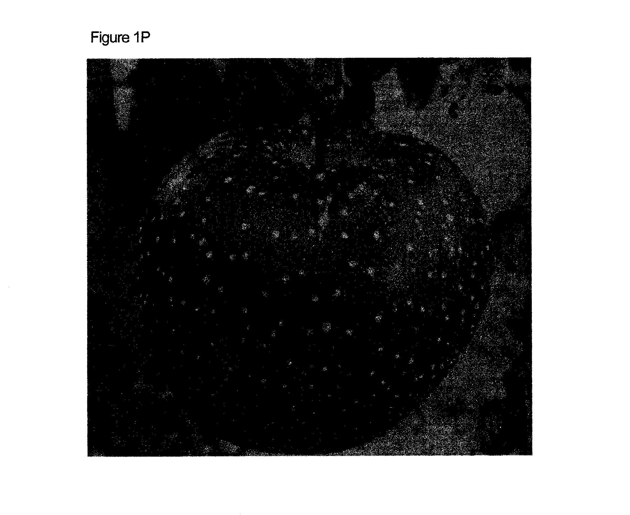 Non-browning apple, method for producing the same, and drink and food using the same