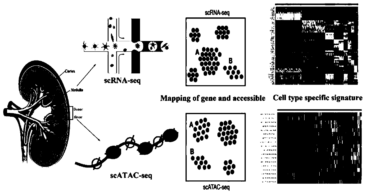 Process method for combined analysis of single-cell scRNA-seq and scATAC-seq