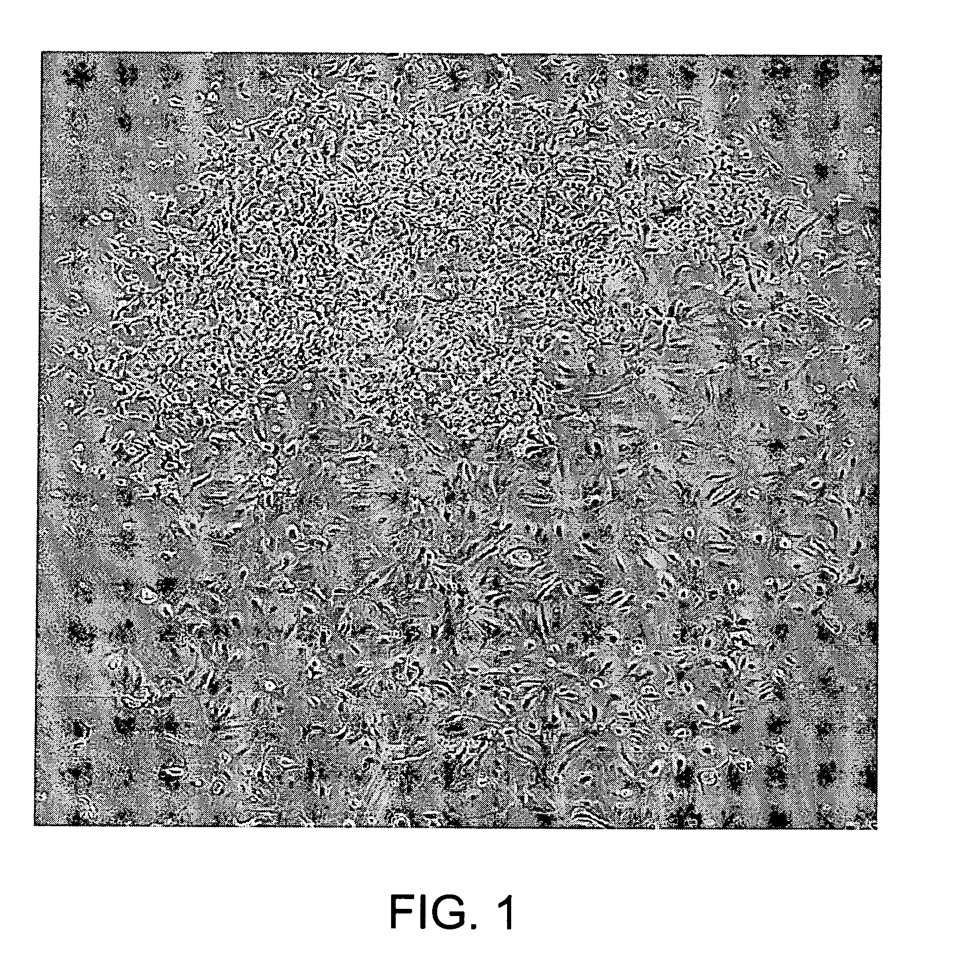 Adult stem cells and uses thereof