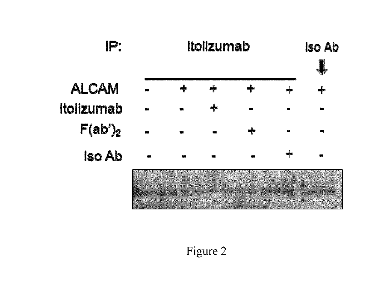 Use of itolizumab to reduce phosphorylation of cd6