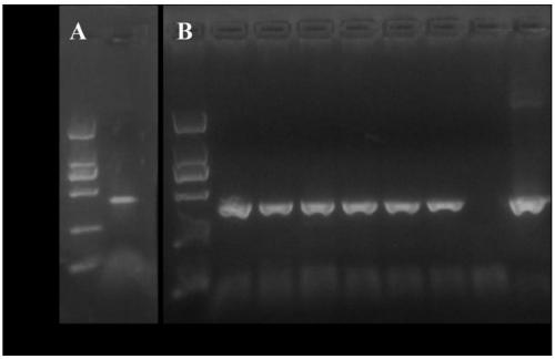 Application of TIGIT-ECD recombinant protein in resisting allogeneic immunological rejection